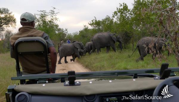 Elephants crossing the Road in front of the Game Drive Vehicle in Hwange National Park, Zimbabwe