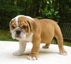 Englisch Bulldog