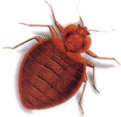 Fliegengitter rümlang Fliegengitter rümlang