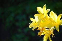 Neuer Kurs in Caslano/ Lugano:Stressbewaeltigung durch Achtsamkeit nach Jon Kabat-Zinn( Mindfulness-Based-Stress-Reduction -  MBSR)