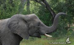 Elephant enjoying itself, South Africa