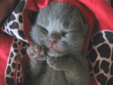 Britisch Kurzhaar Katzen/Kartäuser aus Solothurn