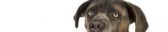 Hundeschule Wetzikon Hundetrainer Problemhunde SKN  Hundetrainer on Tour