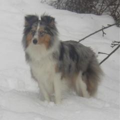 Private Hundeschule, Obligatorischer SKN, Ferienplatz für Kleinhunde, Tierbetreuung, Katzenbetreuung, Tierpsychologische Beratung