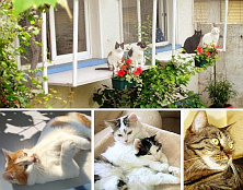 Katzen-Hotel Muesli. Katzenpension. In Allschwil bei Basel. 