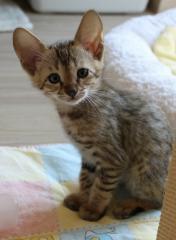 Serval, Savannah, Ozelot, Karakal und Margay Kätzchen
