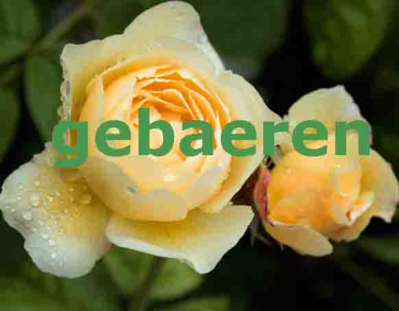 www.gebaeren.ch  Geburtshaus ambra, 4443
Wittinsburg.