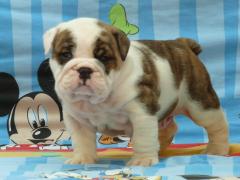 Reinrassige Englisch Bulldogge Welpen mit papieren