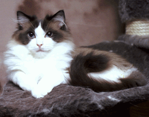 Cattery The Royal Rag^s
