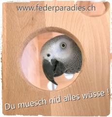 www.federparadies.ch // alles fr die Vogelwelt - bunt, kreativ und einzigartig.