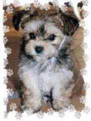 Welpen Kleinhunde Hunde Biyok BichonFrise