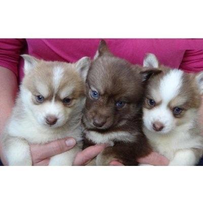 Pomsky Welpen suchen ein neues Zuhause :) : Hundezüchter Hunderassen  Rassehunde
