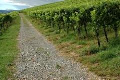 Spaziergang durch die Weinfelder Reben
