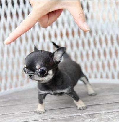 Mini Chihuahua Welpen Traumhafte, : Hundezüchter Hunderassen Rassehunde