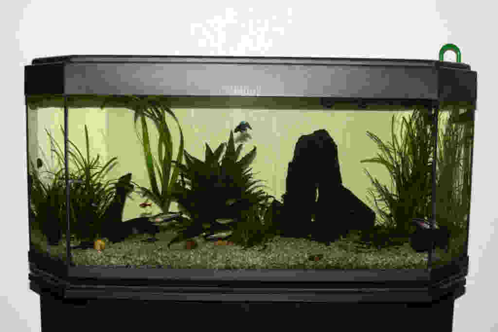 Aquarium & Teich AG, 5612 Villmergen. Teiche