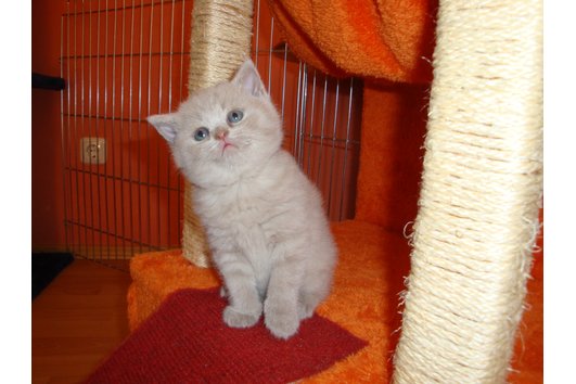 Britisch Kurzhaar Katzen BKH ( british shorthair cat british lilac cats ) :  Zucht Zuchter Tierzuchter Hundezucht Katzenzucht