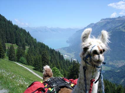 Lamatrekking Jungfrauregion