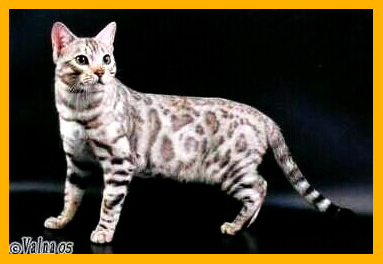 Bengalkatzenzucht von Juracats : Zucht Zuchter Tierzuchter Hundezucht  Katzenzucht