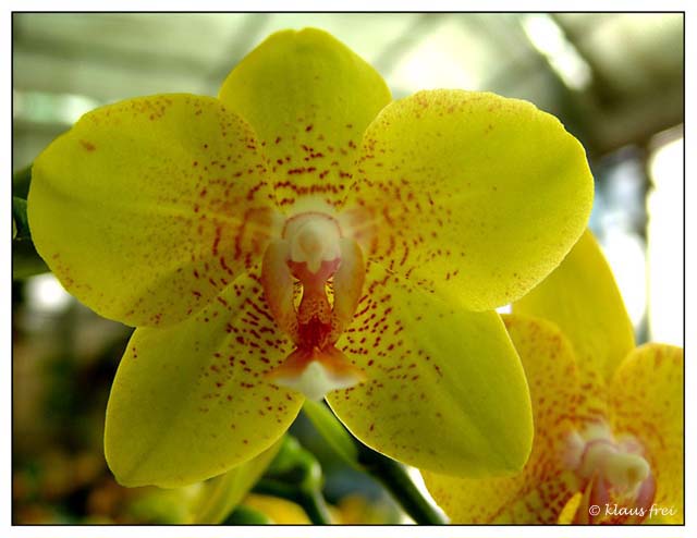 Einmalige Orchideen vom Fachmann